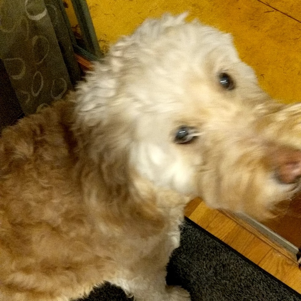 Meet your Posher, Jan